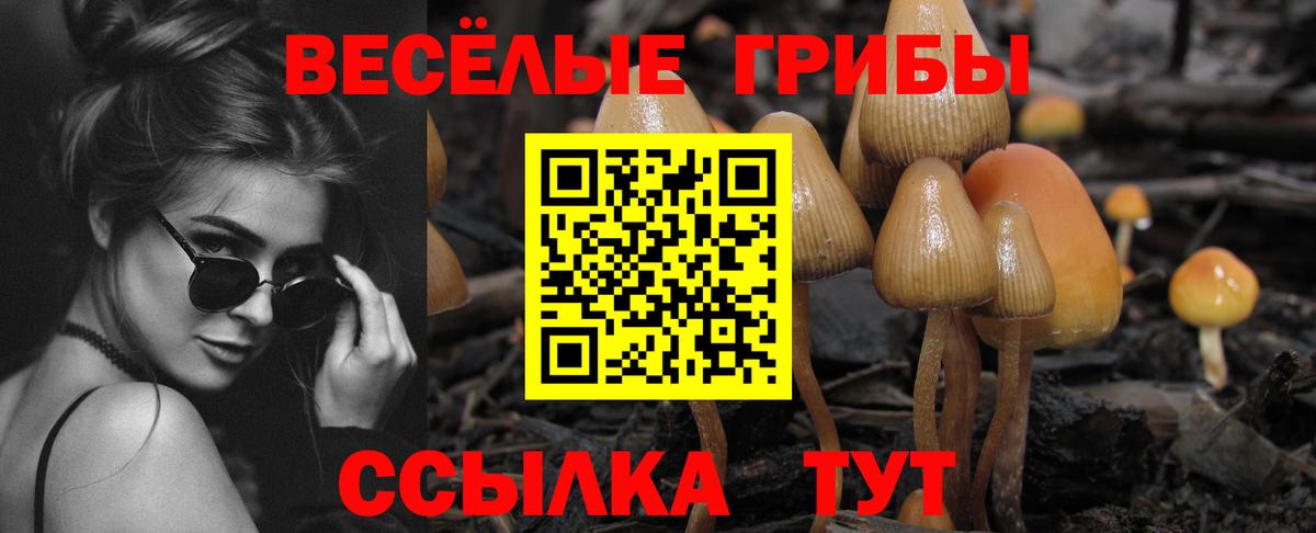 купить   Вход с VPN  Губаха  Галлюциногенные грибы Psilocybe 